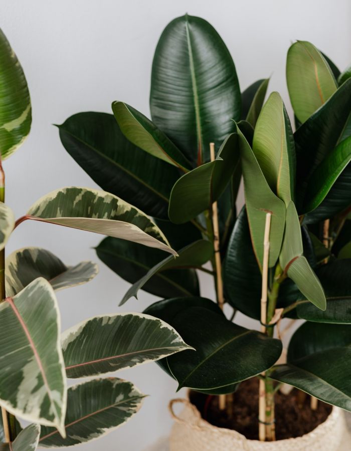 Tropical potted indoor plants